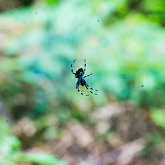 spider in Van Damme State Park