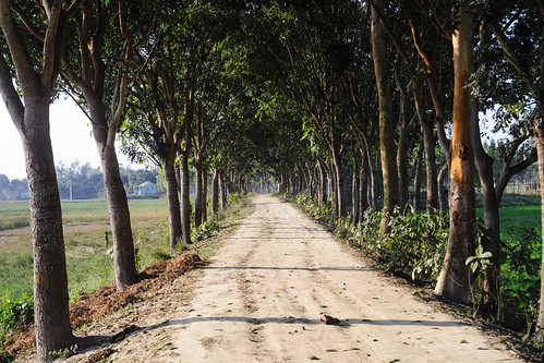 road tree digital rural nikon pattern plantation bangladesh tangail dhakadivision orderliness sheikhshahriarahmed