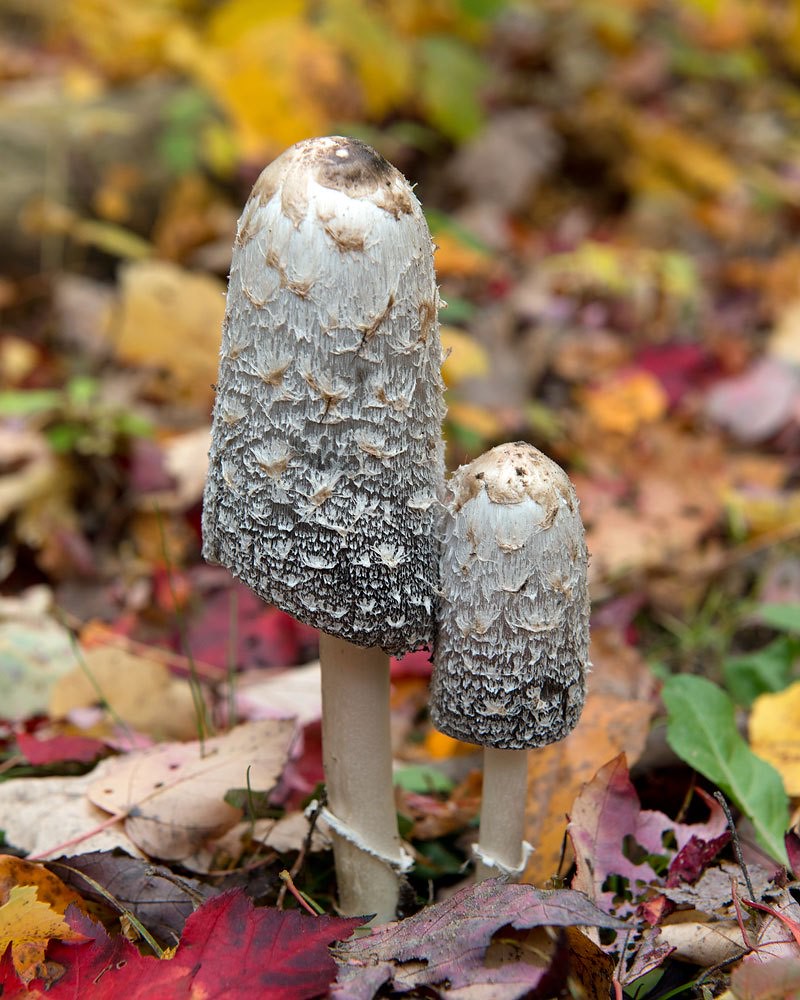 shaggy mane mushroom (Coprinus comatus)