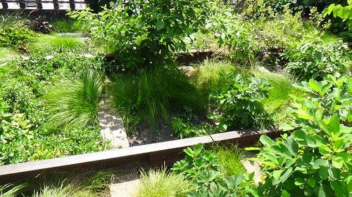 New York High Line Garden Aug 15 (15)