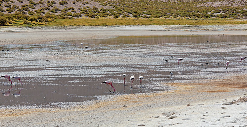 chile southamerica water argentina flamingo lagoon atacama andes sanpedrodeatacama geysers machuca tatiogeysers atacamadesert