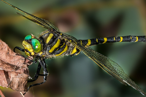 black macro green animal yellow insect dragonfly bokeh outdoor depthoffield libelle insekt cordulegasterboltonii goldenringed zweigestreiftequelljungfer