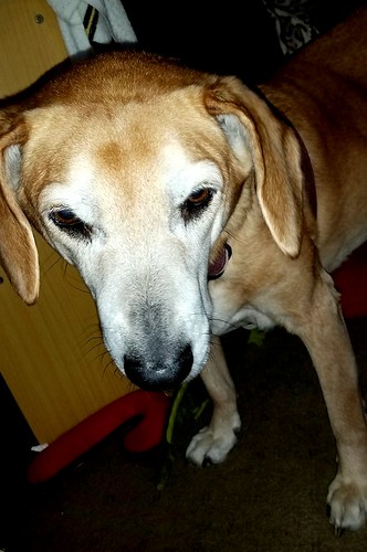 Senior hound mix Sophie adopt don't shop - Lapdog Creations