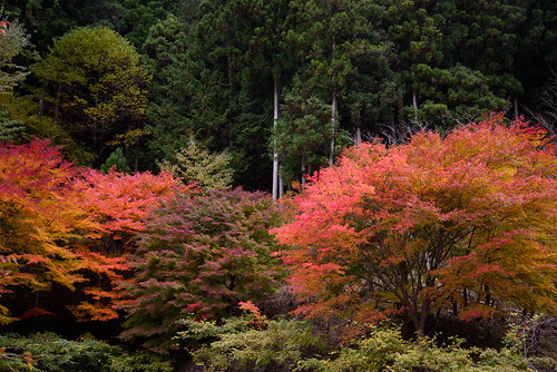 吉野郡 奈良県 みたらい渓谷 渓谷 valley japan 天川村 紅葉 autumnleaves