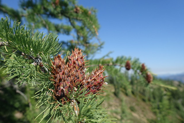 THE LARCH