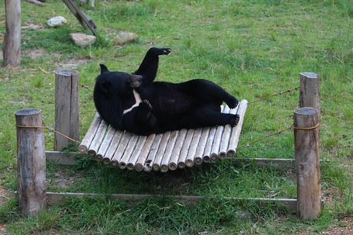 Ricky enjoys his hammock in his enclosure 3