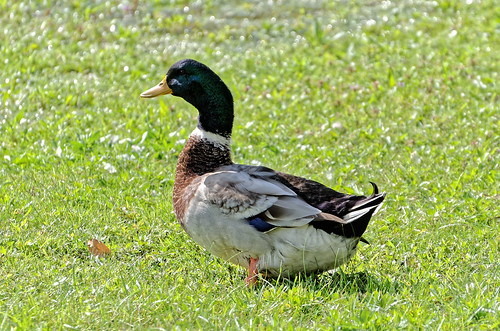 summer usa male bird grass mi duck nikon michigan fat dxo mallard pawpaw maplelake mapleisland d7000 mapleisle