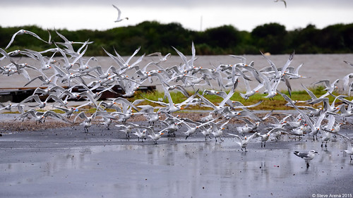 storm bird birds nikon louisiana royaltern cameron d750 tern rote terns 2015 cameronparish thalasseusmaximus calcasieushipchannel