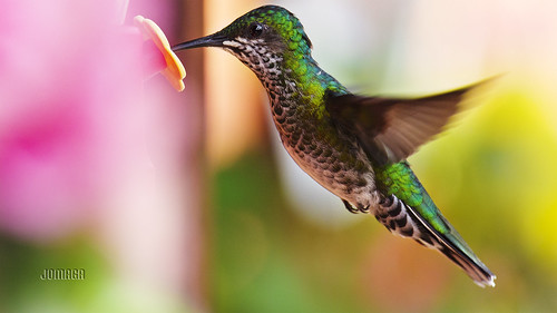 colibrí green verde vuelo aleteo color bird birding pentax jomaga hummingbird