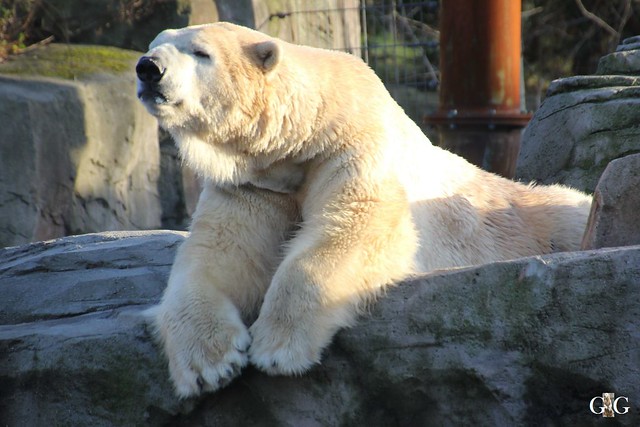 Besuch Winter Zoo Hannover 28.11.201593