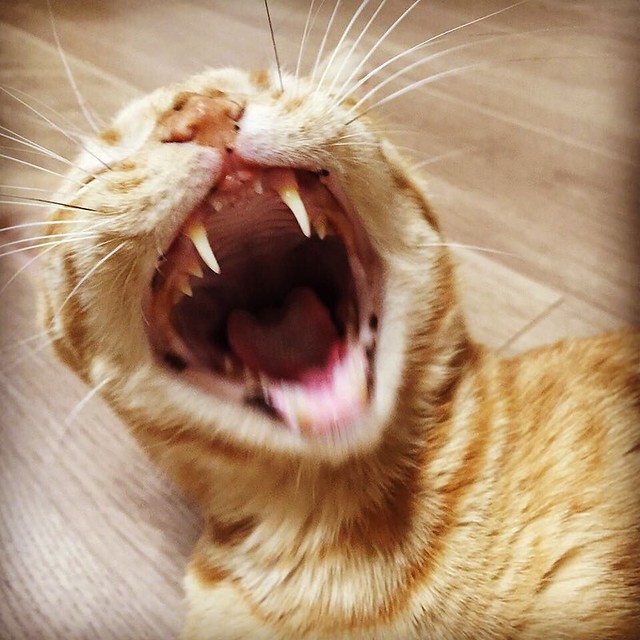 #cat #yawn #猫 #ねこ #あくび