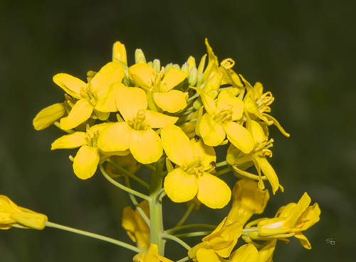 spring16 tennessee yellow plants dilleniidae mustardbrassicaceae capparales flickr springville unitedstates