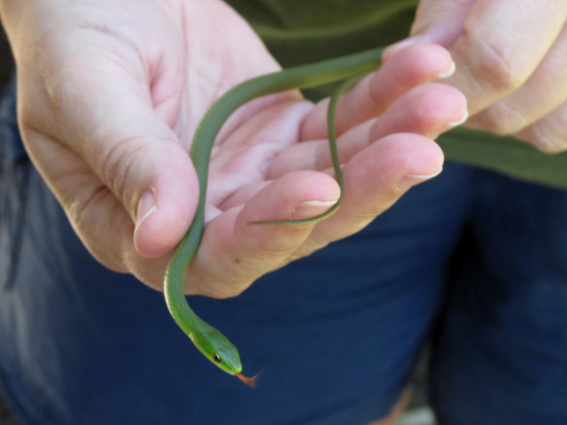 Rough Green Snake {Opheodrys aestivus}