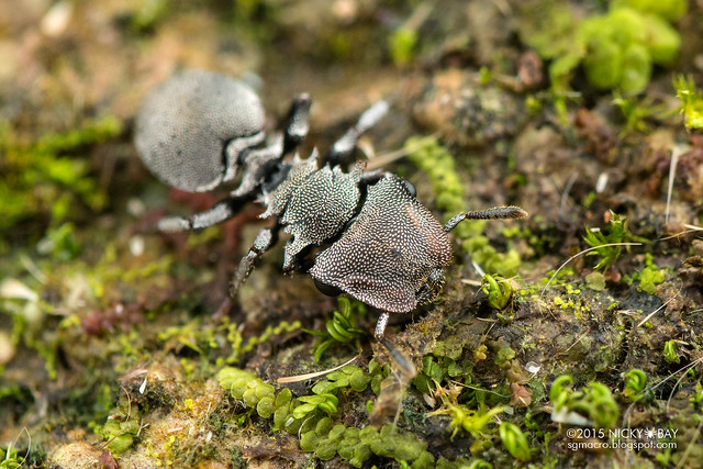Turtle ant (Cephalotes sp.) - DSC_8644