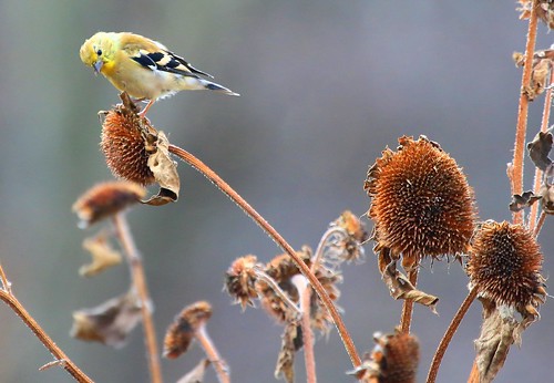 county goldfinch seed reis iowa american larry sunflower heads savers exchange winneshiek