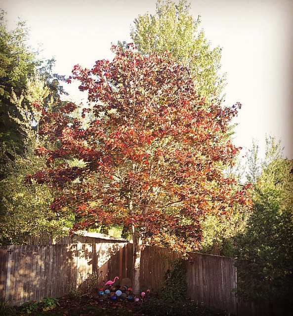 Fall hits our backyard 🍁