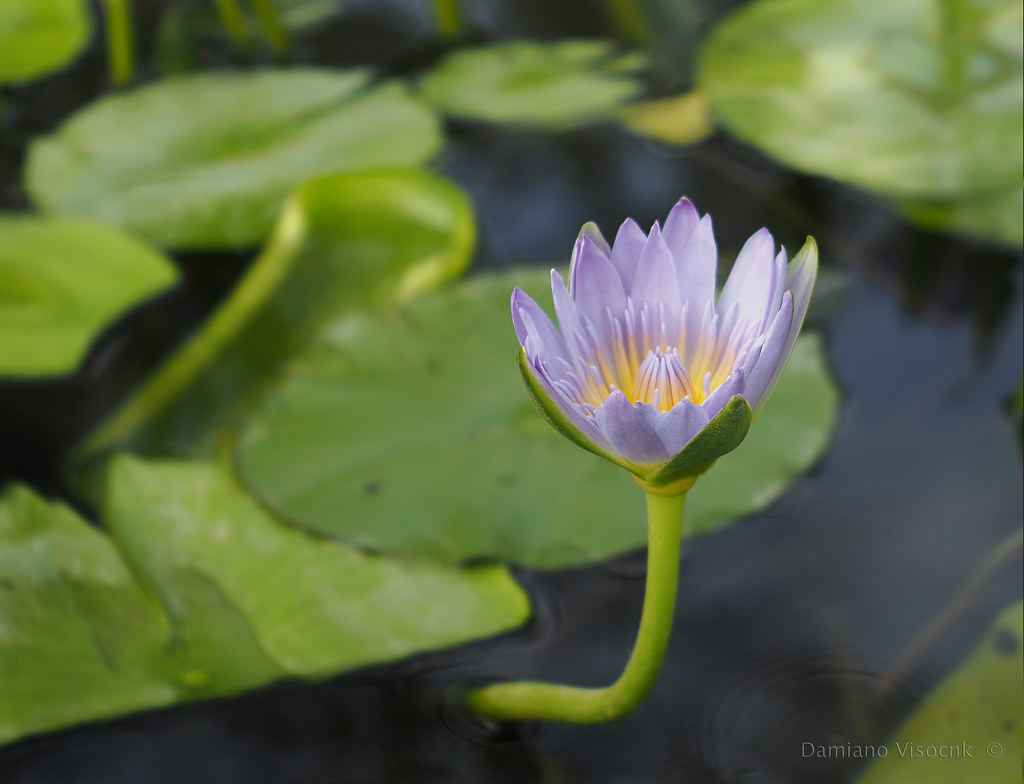 Water lilly_c
