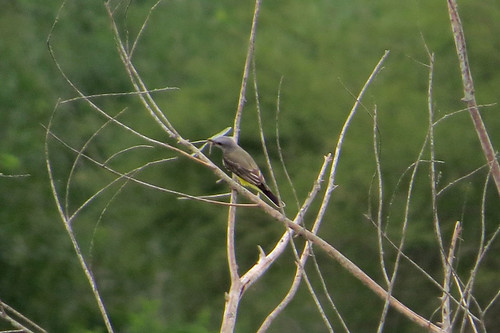 bird flycatcher tyrannusverticalis