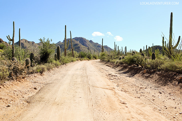 Bajada Loop Drive (11 Beautiful Things to Do in Saguaro National Park).