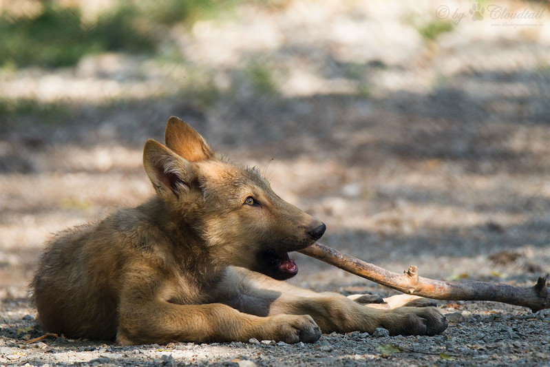 Wolf puppy with a stick