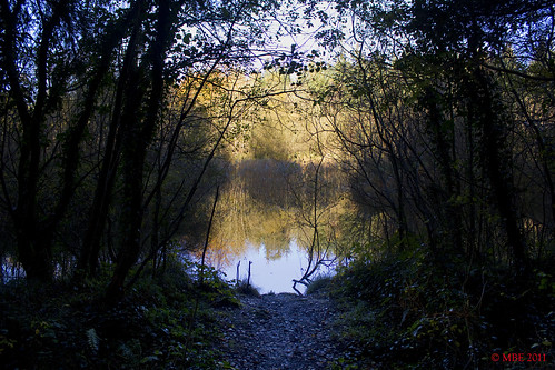 2011 mbe tipperary lake woods forest bog ireland marl marlbog dundrum november autumn tree trees water reflection ballintemple