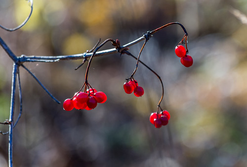 autumn bergslagen berries bã¤r foliage forest landsbygd ludvika macro plant rã¶d skog dalarnaslã¤n sverige se