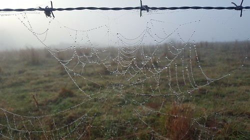 oklahomanature trees farm prairie october web spider dew fog fence pasture barbedwire