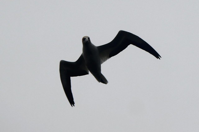 Australasian gannet at Eastern Beach