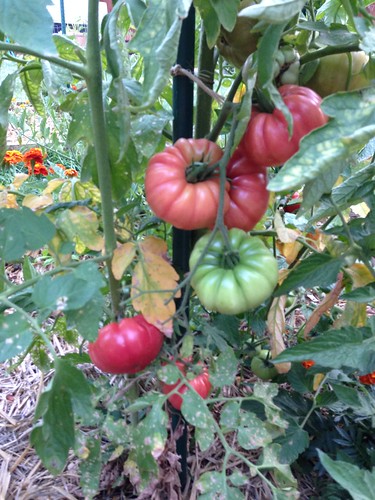Mortgage Lifter tomatoes
