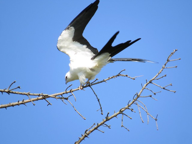 Swallow-tailed Kite in Champaign, IL 21