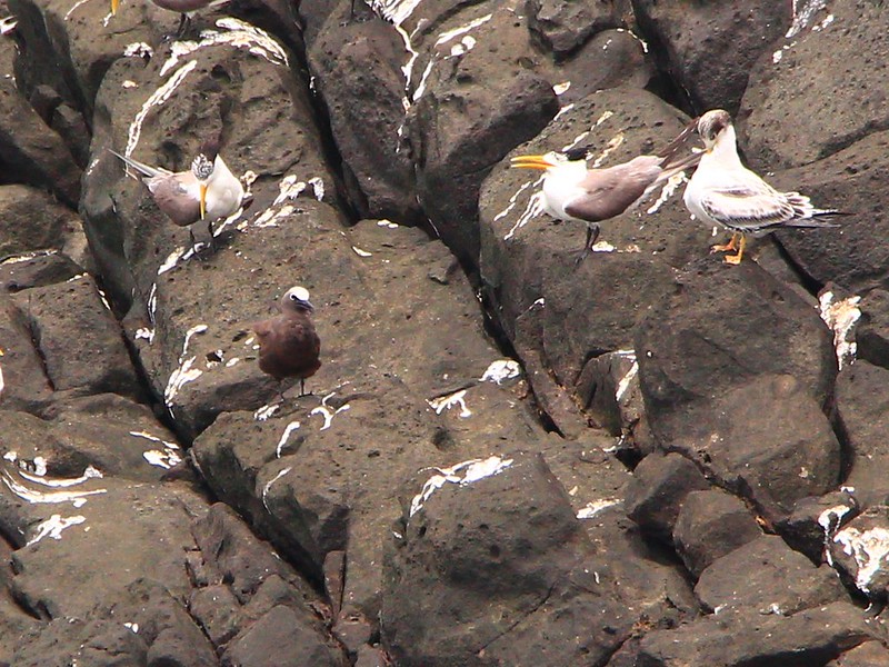 IMG_3426 鳳頭燕鷗與玄燕鷗 Greater Crested Terns and Brown Noddy