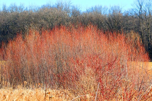county winter color cardinal bat sandbar reis iowa willow larry twig marsh winneshiek
