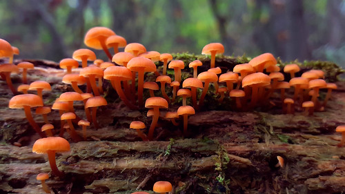 orange mushroom small fungus fruitingbody xeromphalinacampanella xeromphalina mycenaceae