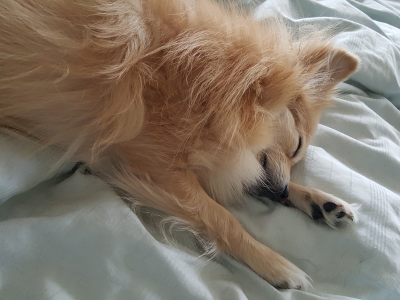 Pomeranian sleeping