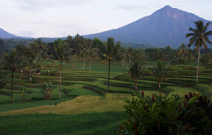 Rizières en terrasse (Java)