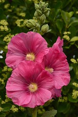 Trio de fleurs roses vif - Photo of Lusignac