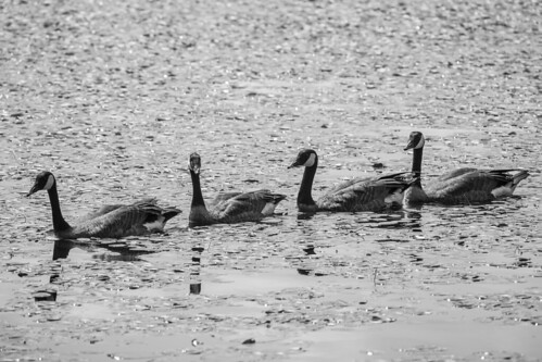 blackandwhite water monochrome geese flock mosslake 3652015