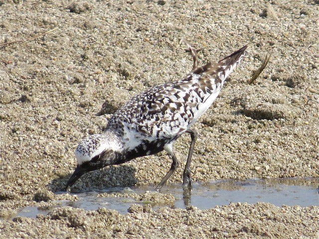 Black-bellied Plover at El Paso Sewage Treatment Center in Woodford County, IL 03