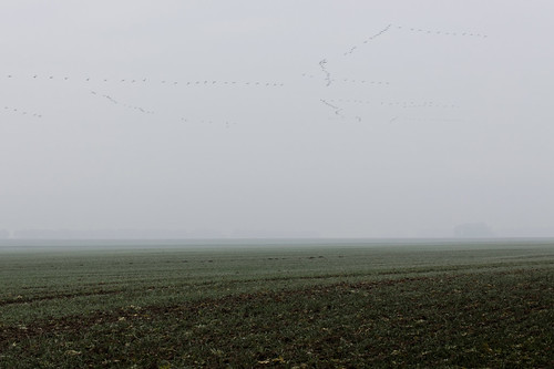 fog geese nebel feld goose fiel gänse zugvögel birdmigration vogelzug wampen agrarlandschaft agriculturelandscape