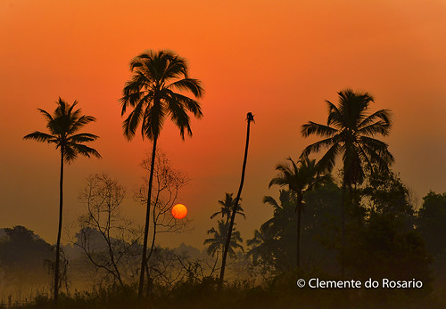 travel sun india mist fog sunrise dawn goa silhouettes palmtrees tropical coconuttrees southgoa dorosariophotos