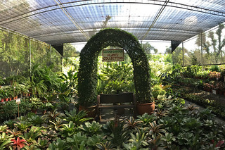 Ilocos Sur - Hidden Garden Plant Collection