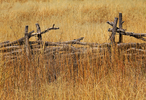 art beauty bright colorful gold ochre yellow brown contrast country decay old design detail farm fence grass historic landscape light nature natural outdoor outdoors outside overgrown plant plants pretty ranch scene serene study sunny sunlight sunshine texture tone tones weathered wood empireranch sonoita arizona grasses field abstract rustic