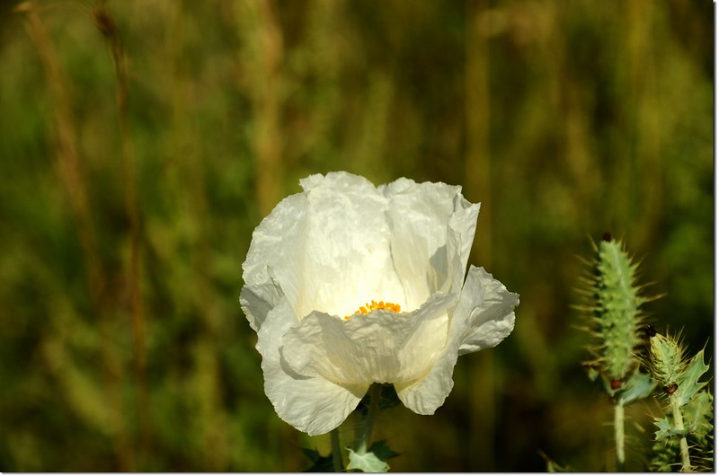 White Poppy flower 4