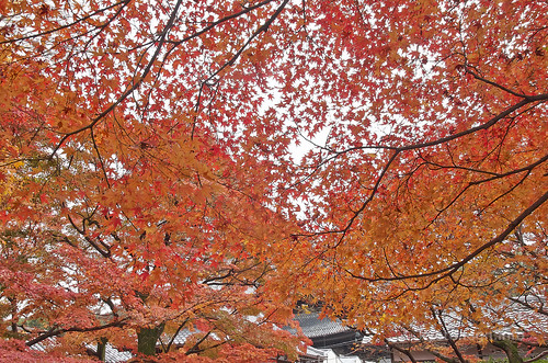 【写真】2014 紅葉 : 東福寺/2019-10-18/IMGP7541
