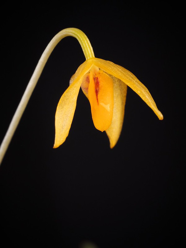 Bulbophyllum patella flower