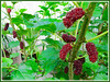 Morus nigra (Black Mulberry, Indian/Persian Mulberry, Silkworm Mulberry)