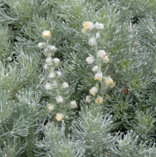 Artemisia schmidtiana 21661639371_750c14f9cd_o