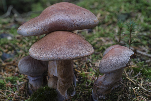 mushroom deutschland fungus pilz niedersachsen tostedt cortinariusanomalus braunvioletterdickfus lohberge
