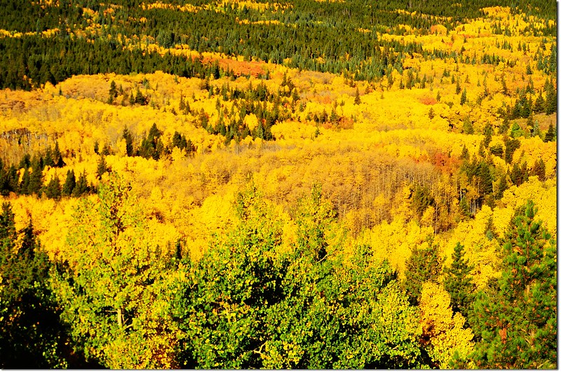 Fall colors by Peak to Peak HWY, Colorado  (4)
