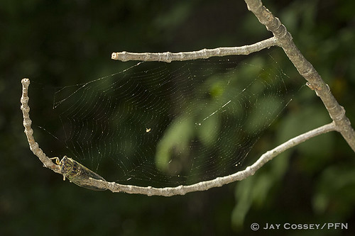 ontario cicada spiderweb naturephotography macrophotography insecta skunksmisery middlesexco hemipteratruebugs photographerjaycossey